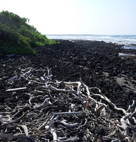 Beach with driftwood